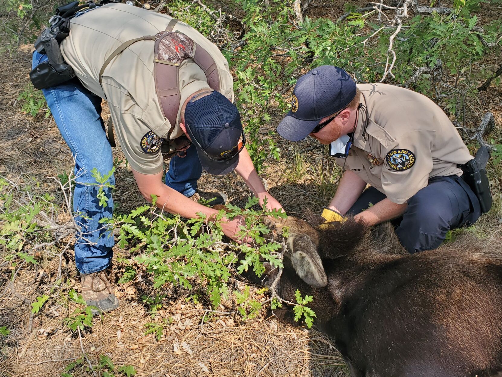 MOOSE PHOTO 2